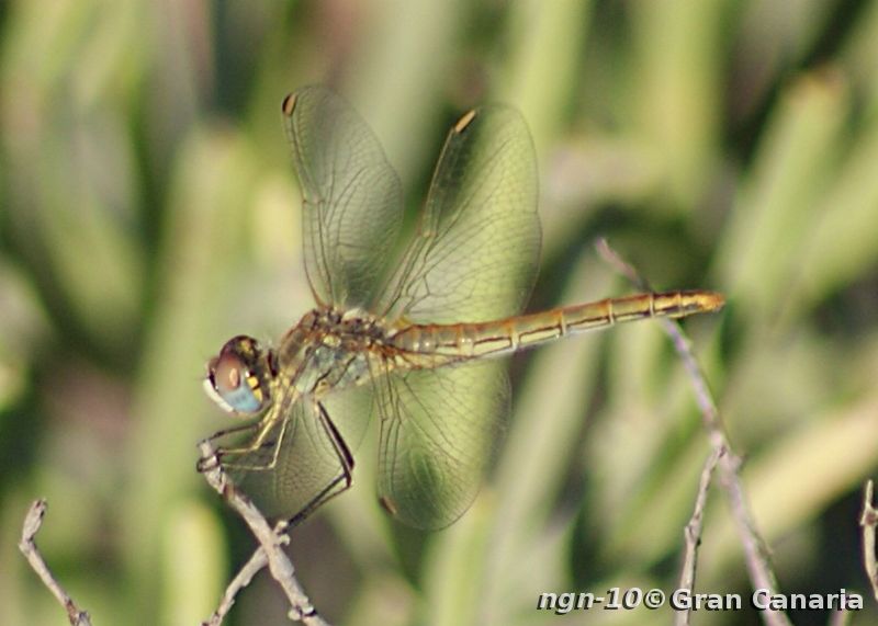 Vandrande Ängstrollslända (Inte: Segeltrollslända), hona