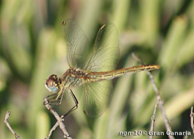 Vandrande Ängstrollslända (Inte: Segeltrollslända), hona