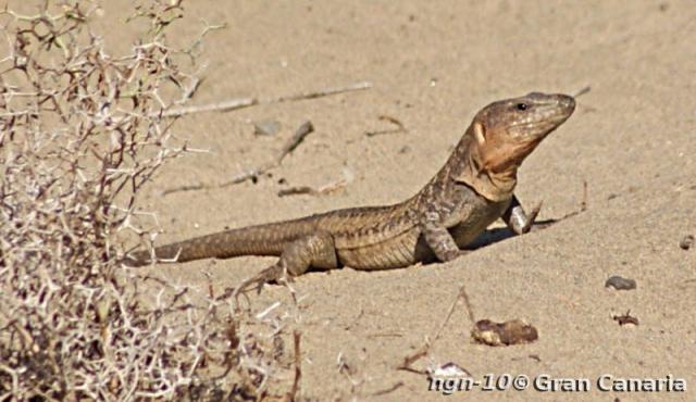 Gran Canaria Giant, vuxen, 7år+