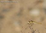 [Bild: Segeltrollslända (Trithemis annulata), hona, Gran Canaria, Maspalomas]