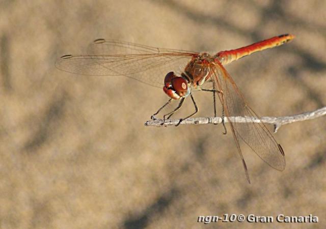 Vandrande Ängstrollslända (Inte: Segeltrollslända), hane