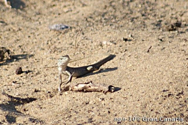 Gran Canaria Giant, juvenil -1år