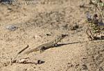 Gran Canaria Giant, juvenil, 1år+