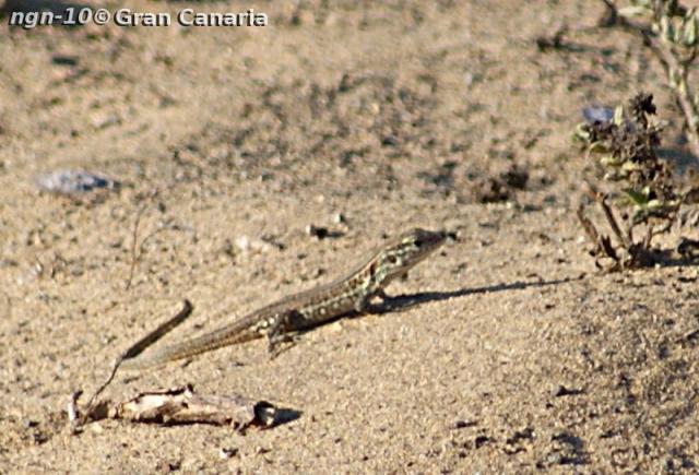 Gran Canaria Giant, juvenil, 1år+