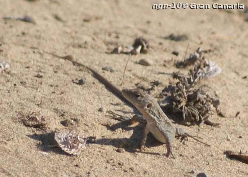 Gran Canaria Giant, juvenil, hona, 2-4år