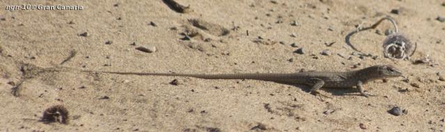 Gran Canaria Giant, juvenil, hona, 2-4år