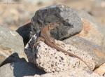 Gran Canaria Giant, vuxen, hane, 5-6år