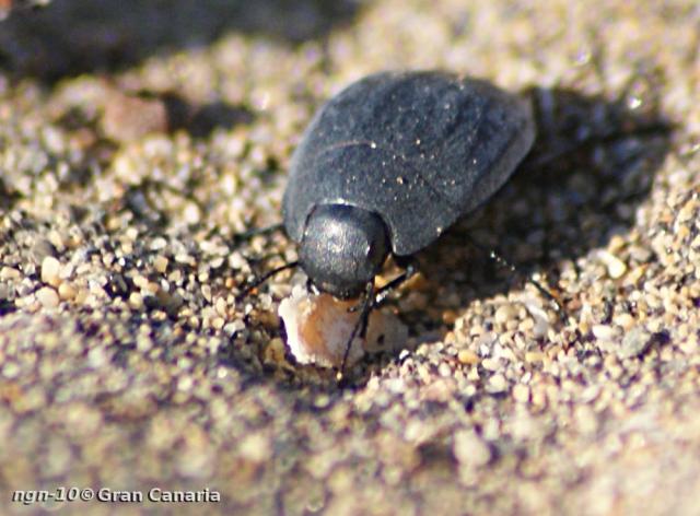 Svartbagge [Sandsimmare]