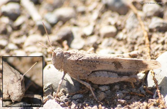 ? Oedipoda coerulescens ?