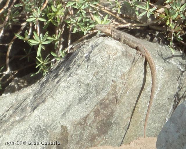 Gran Canaria Giant, adult, hona, 3-5år