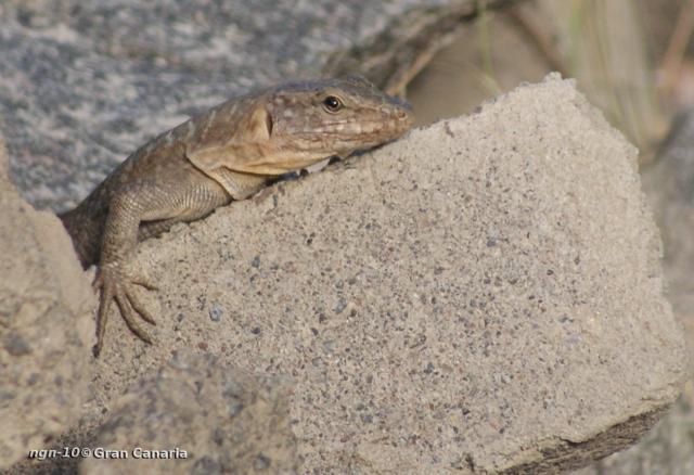 Gran Canaria Giant, vuxen, hane, 4-5år
