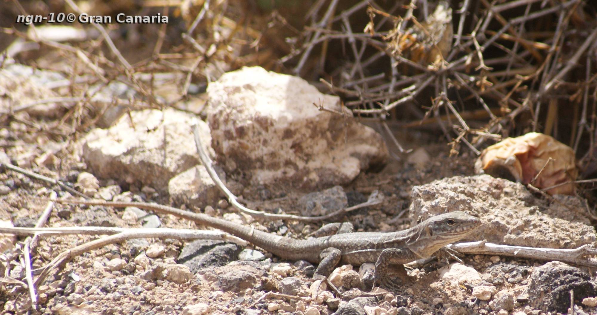 Gran Canaria Giant, juvenil, hane, 2-4år