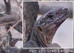 Gran Canaria Giant, vuxen, hane, 4-5år
