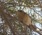 Västra Kanarieöarnas 'Chiffchaff'