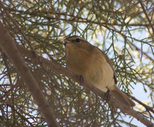 Västra Kanarieöarnas 'Chiffchaff'