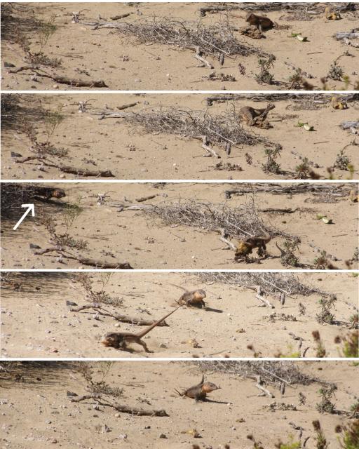 Gran Canaria Giant, 2st vuxna, 4-5år och en 7+år