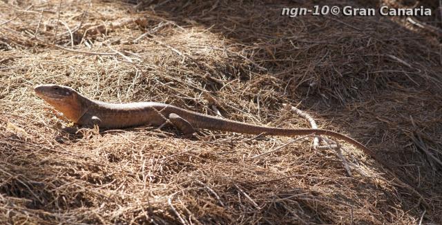 Gran Canaria Giant, vuxen hona, 7år+