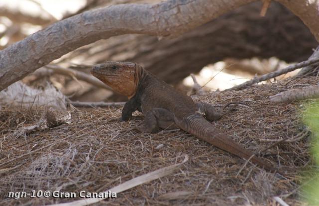Gran Canaria Giant, vuxen hane, 7år+