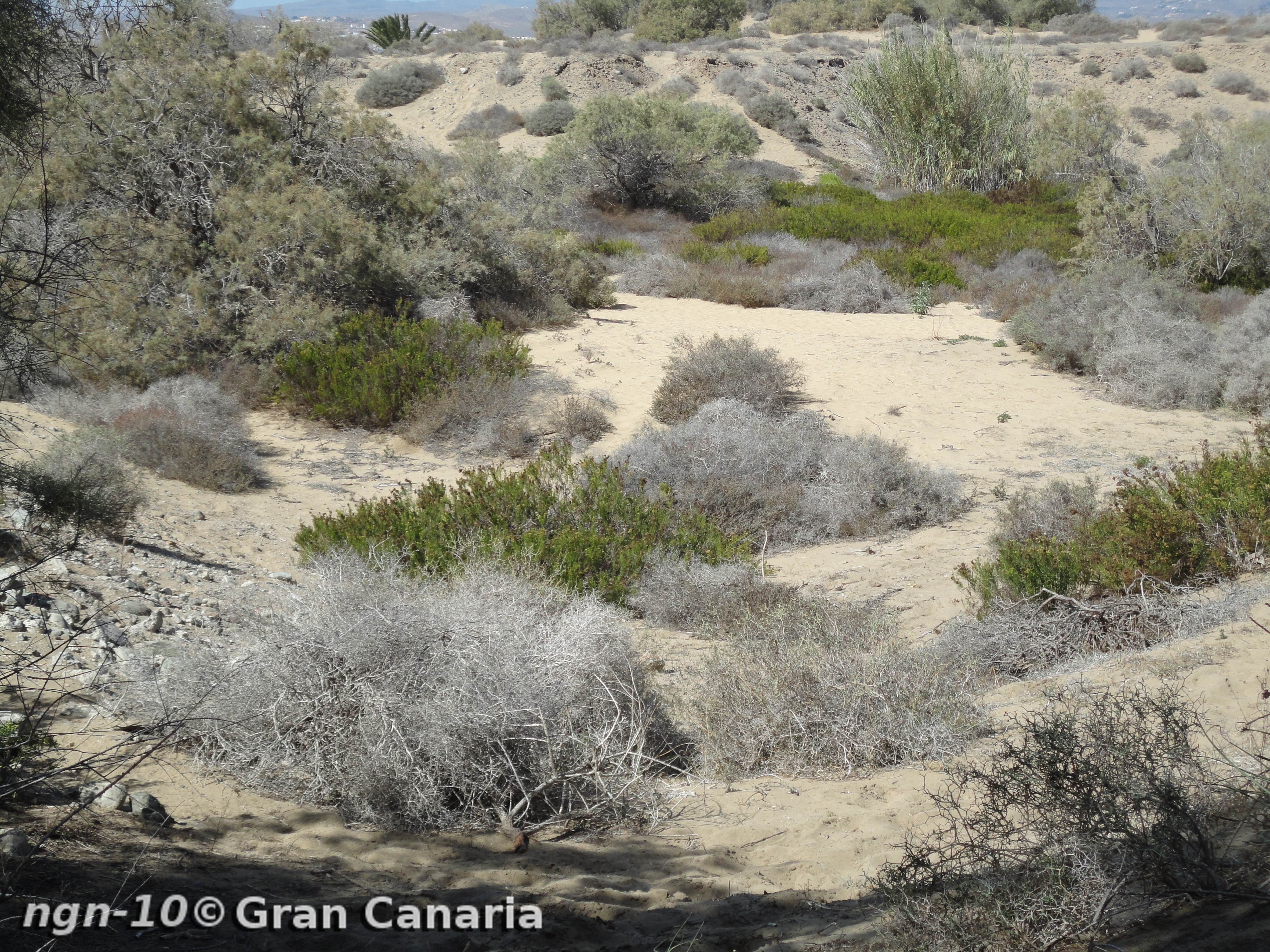 Naturreservatet vid Maspalomas
