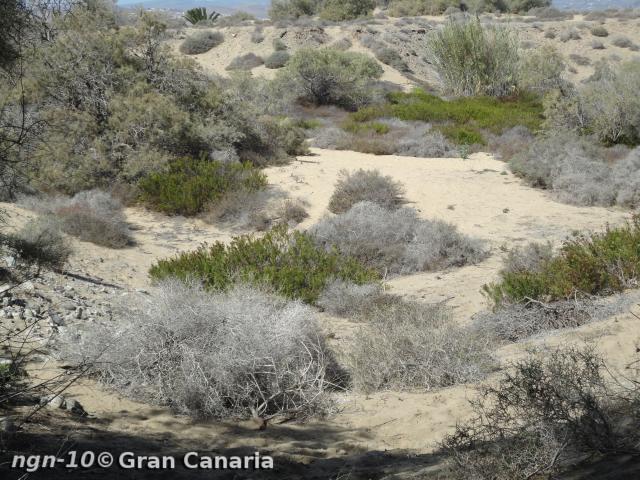 Naturreservatet vid Maspalomas