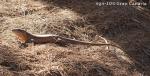 [Bild: Video - Gran Canaria Giant, vuxen hona, 7år+ (Gallotia stehlini). Maspalomas, Gran Canaria.]