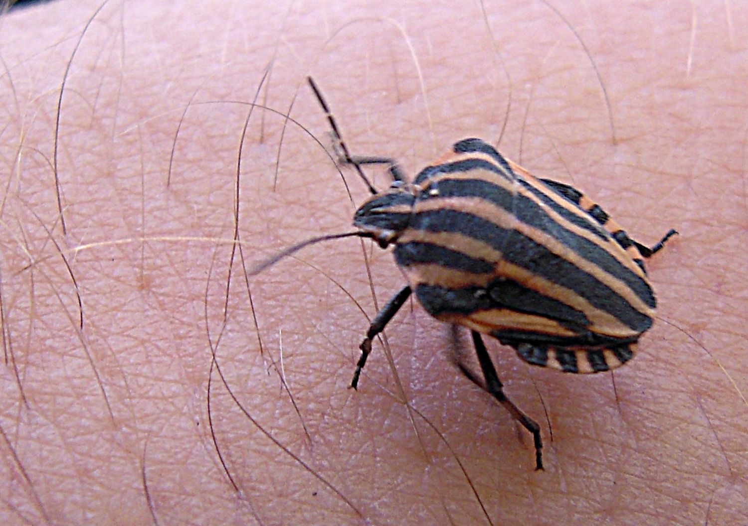 Strimlus