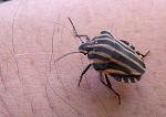 Strimlus