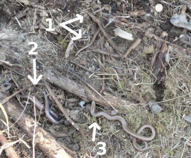 Kopparödlor, 3st halvgamla