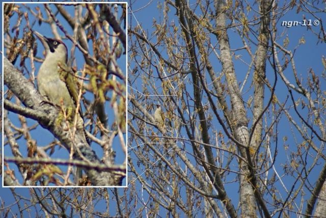 Gröngöling