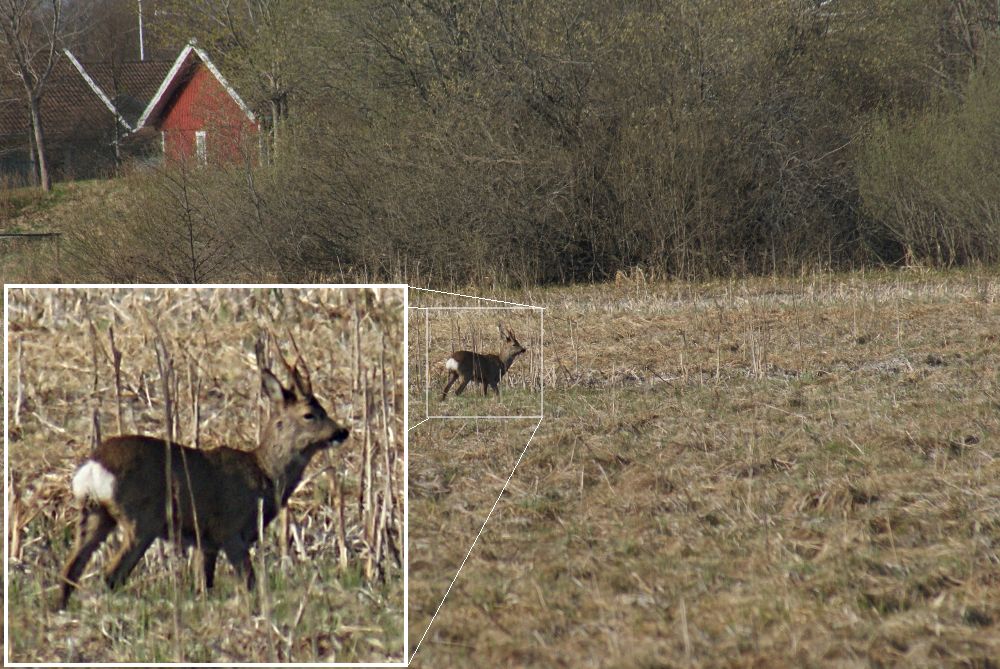 Rådjursbock