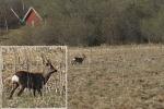 Rådjursbock