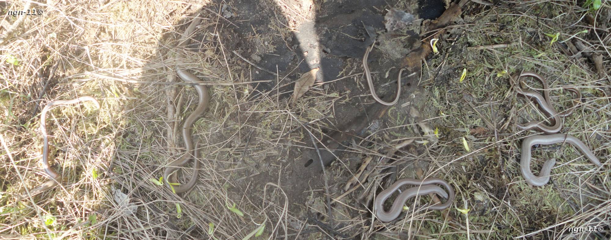 Kopparödlor, 6st i varierande åldrar