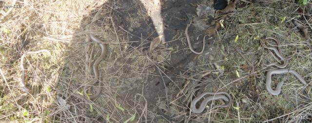 Kopparödlor, 6st i varierande åldrar