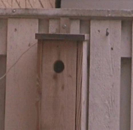 Fågel flyger in i holken