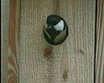 Fågel (Talgoxe) flyger ur holken