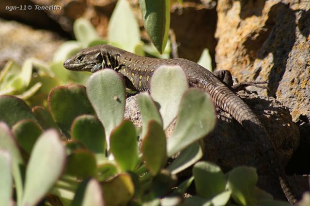 Tenerife Lizard