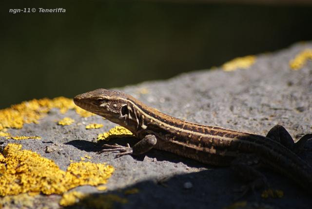 Boettger's Lizard