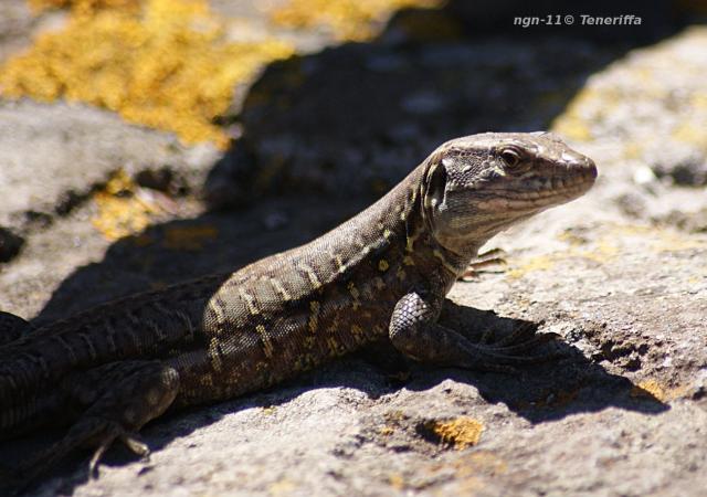 Tenerife Lizard
