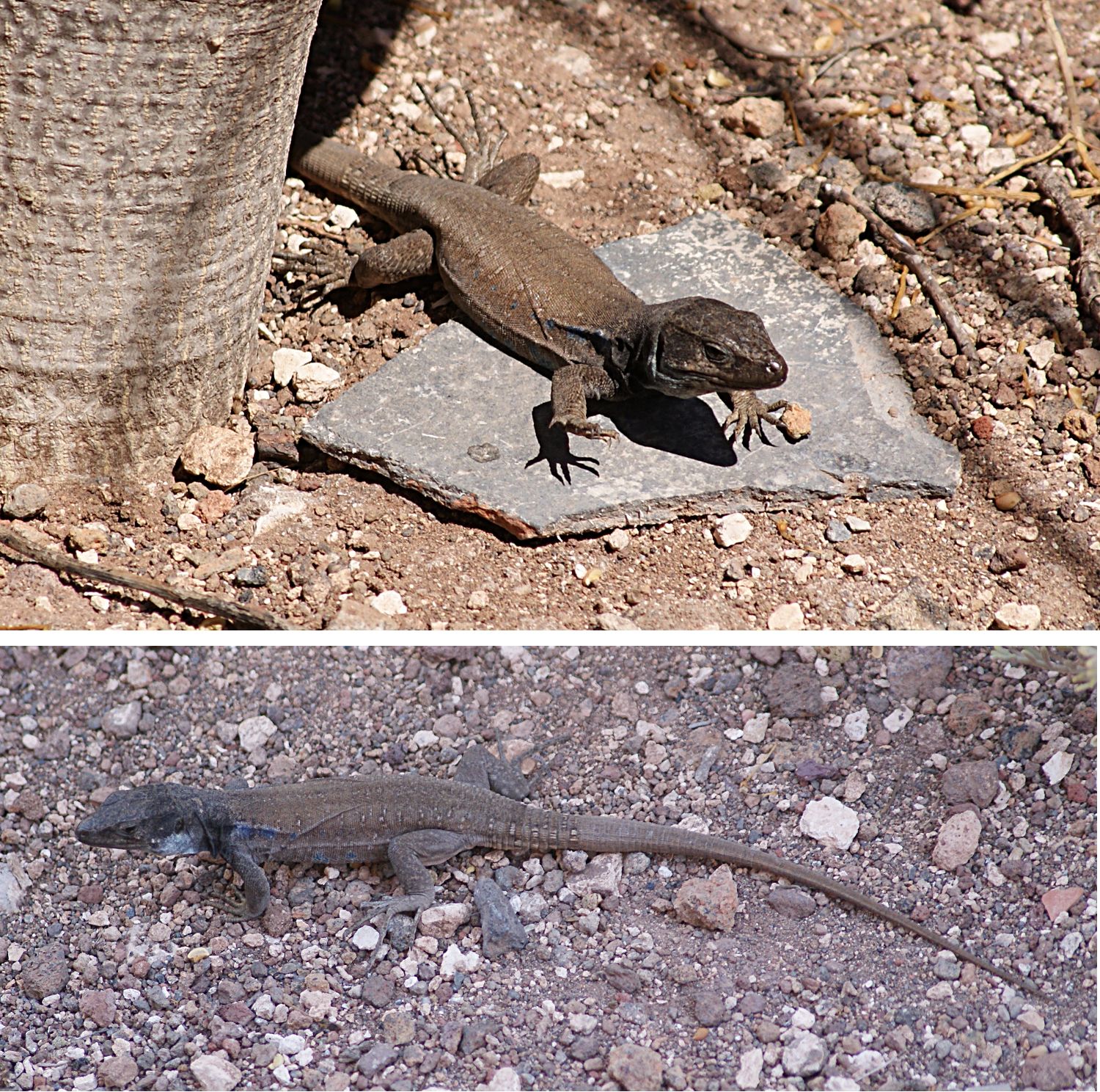 Tenerife Lizard