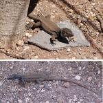Tenerife Lizard