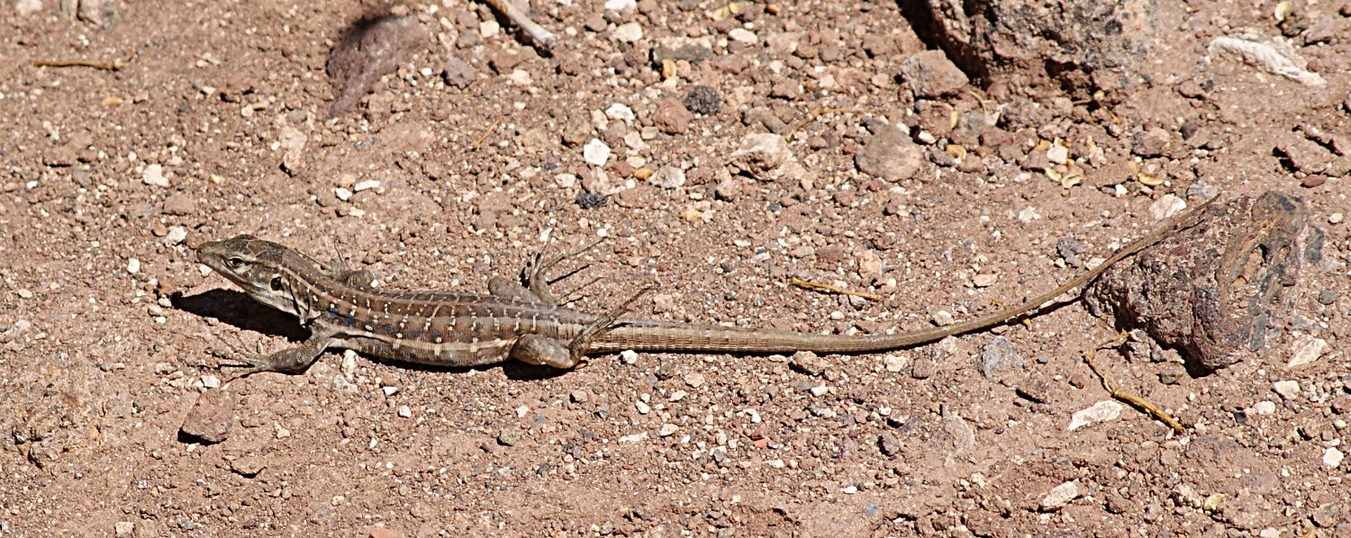 Tenerife Lizard