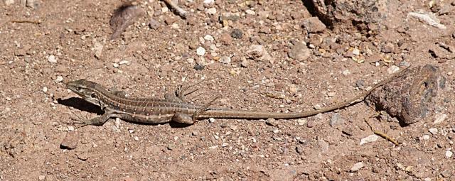 Tenerife Lizard