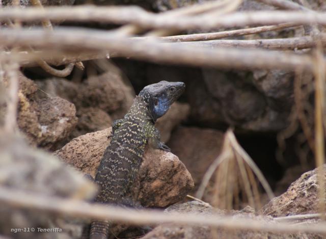 Tenerife Lizard