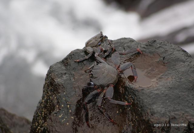 Klippkrabba