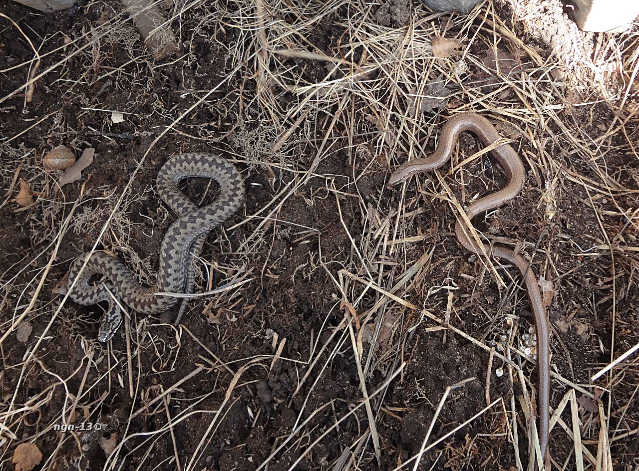 Huggorm & Kopparödla