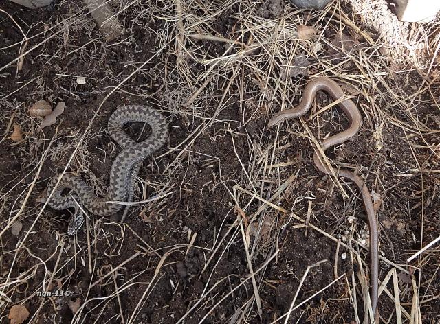 Huggorm & Kopparödla