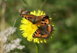 [Bild: Nässelfjärilar (Nymphalis urticae eller Aglais urticae) och en Blomfluga (Syrphoidea)]