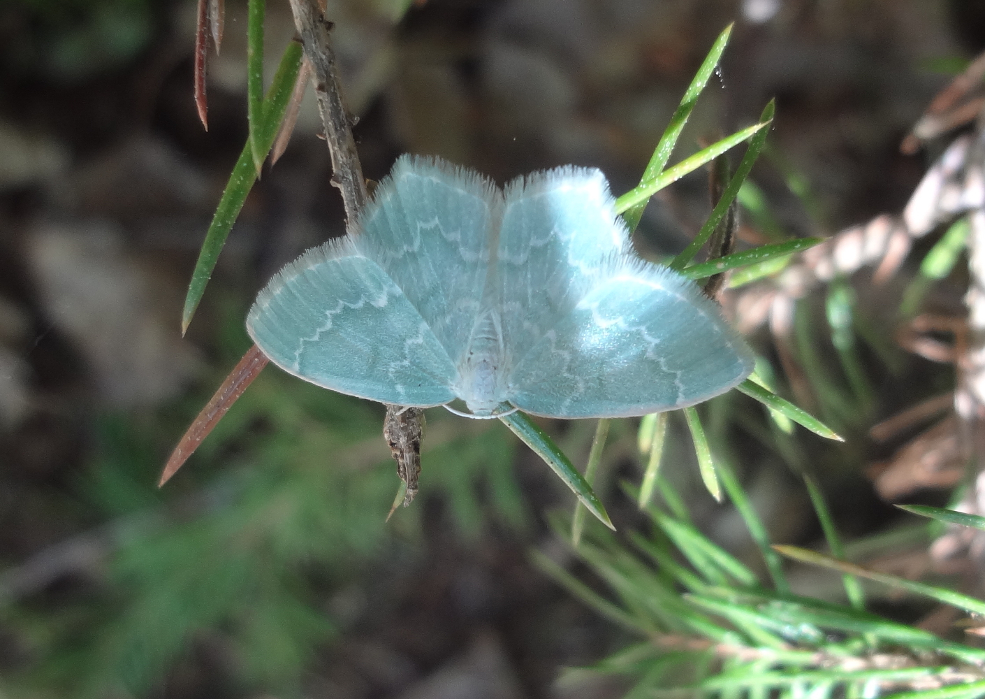 Blåbärslundmätare (Jodis putata)