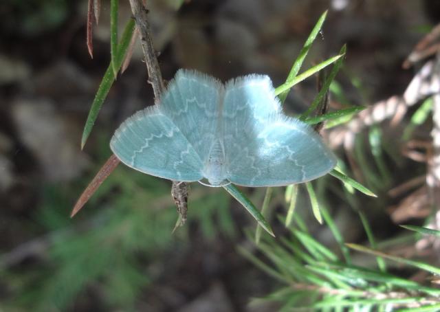 Blåbärslundmätare (Jodis putata)