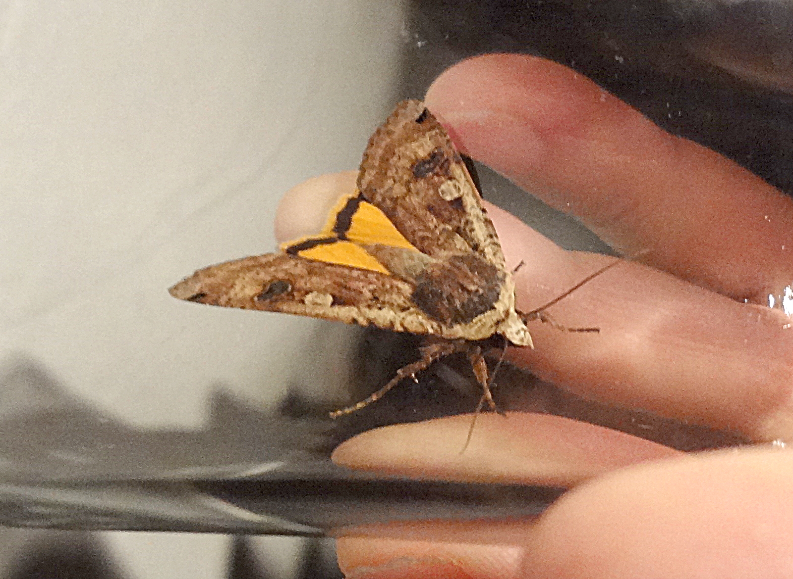 Allmänt bandfly